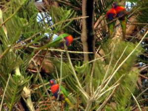 Rainbow lorikeets in norfolk pines