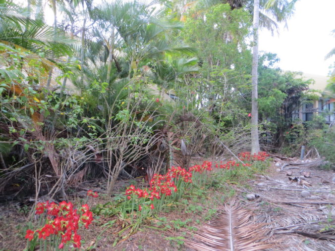 Brampton Island Overgrown 2015