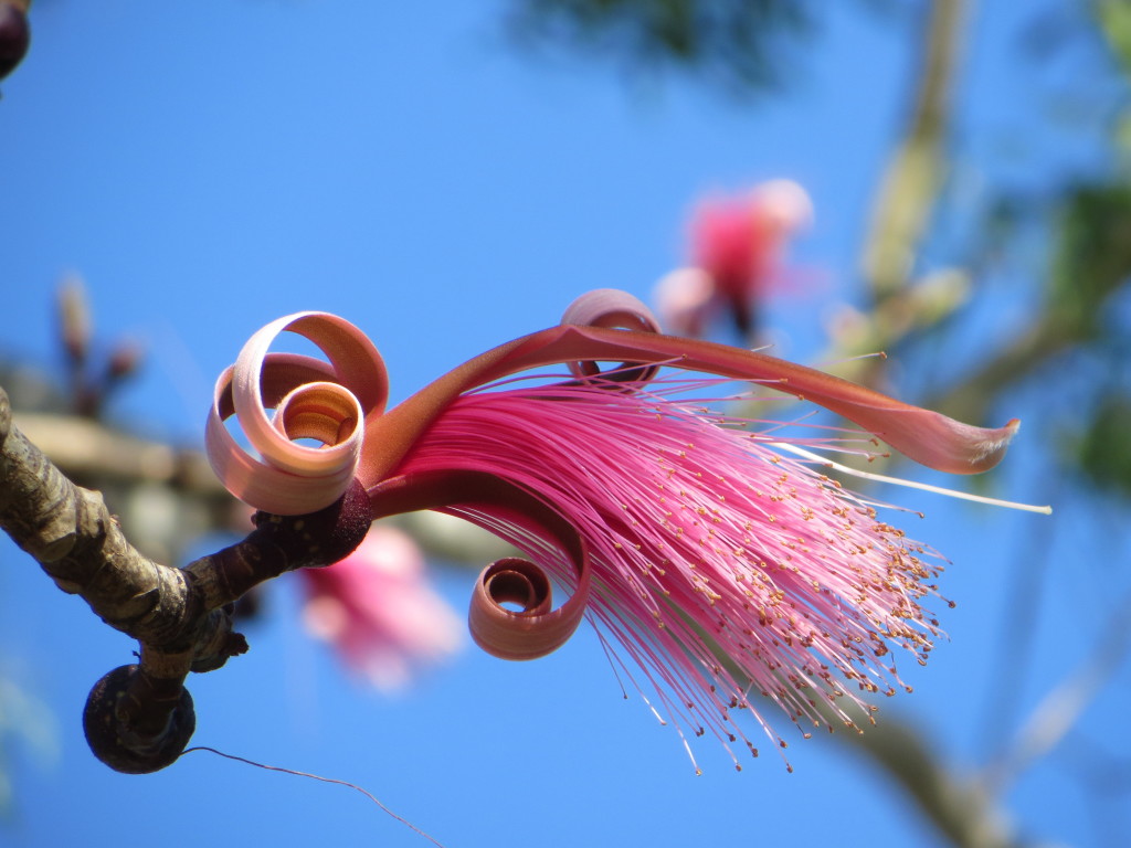 Curly Pink Flower Australia