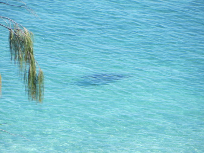 Turtle Ocean Lady Musgrave