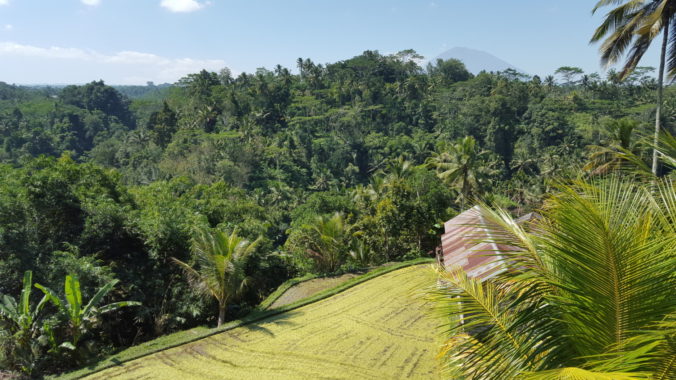 Balinese Rice Paddies