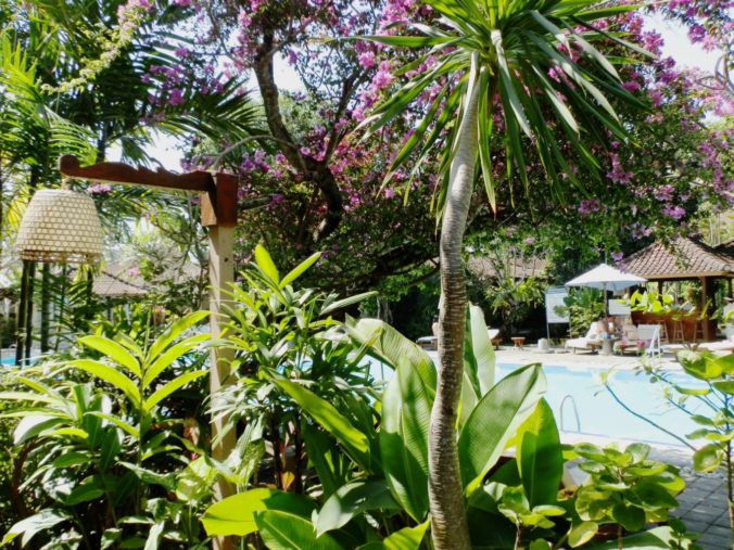 Bali pool palms