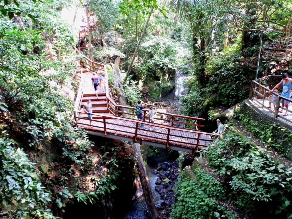 Bridges in the monkey forest