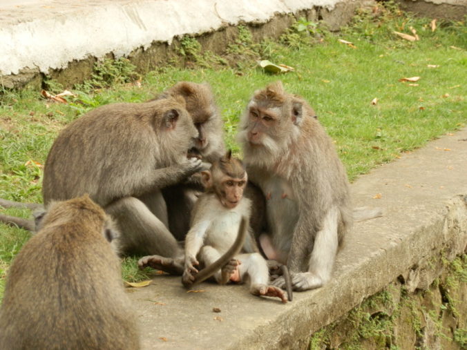 Monkeys in the monkey forest