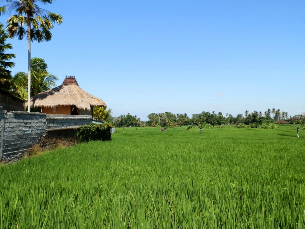 Bali Rice Paddy Lush Green
