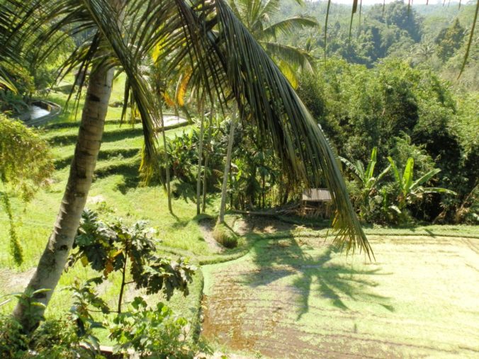 Bali Rice Paddy Palms