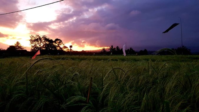 Sunset Bali Silent Retreat Ricefields